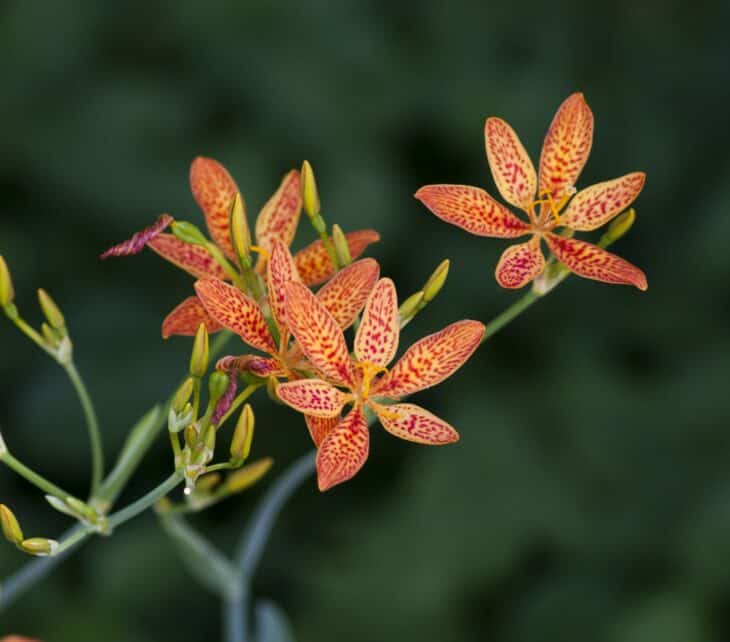 Blackberry Lily - Belamcanda chinensis