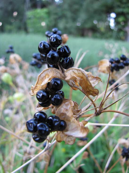 Blackberry Lily - Belamcanda chinensis