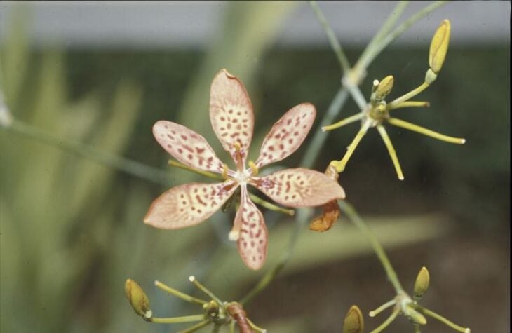 Blackberry Lily - Belamcanda chinensis