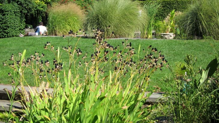 Blackberry Lily - Belamcanda chinensis