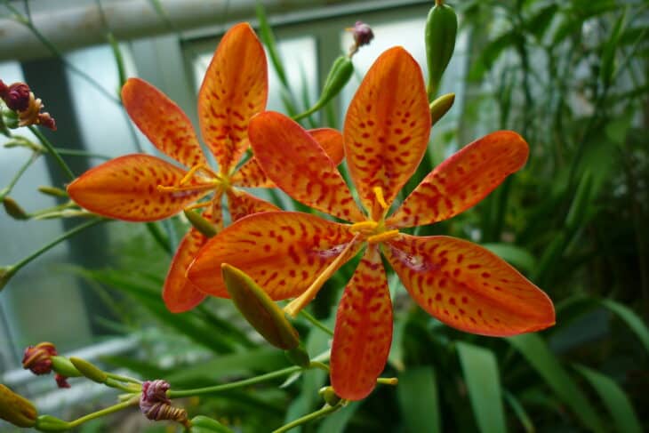 Blackberry Lily - Belamcanda chinensis
