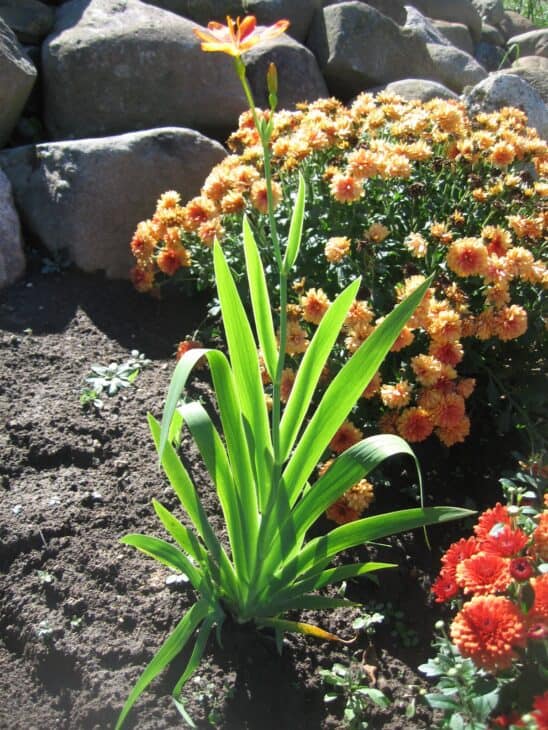 Blackberry Lily - Belamcanda chinensis