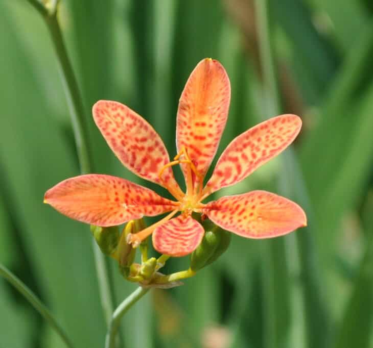Blackberry Lily - Belamcanda chinensis