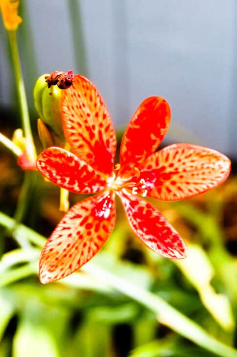 Blackberry Lily - Belamcanda chinensis