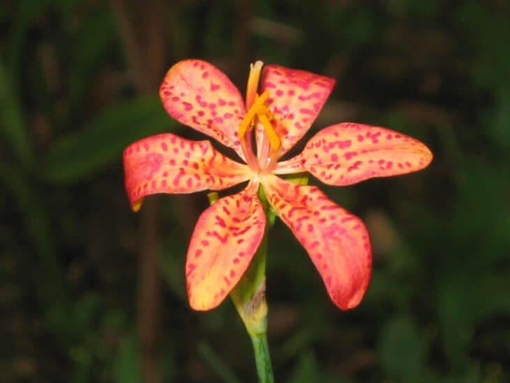 Blackberry Lily - Belamcanda chinensis