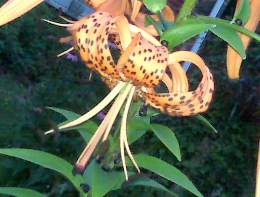 Blackberry Lily - Belamcanda chinensis