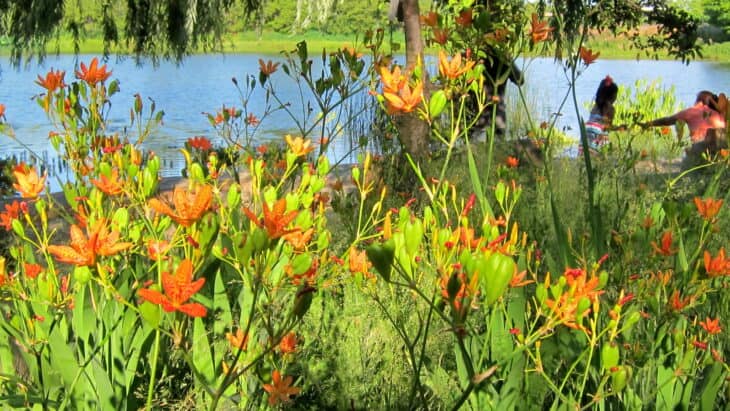 Blackberry Lily - Belamcanda chinensis
