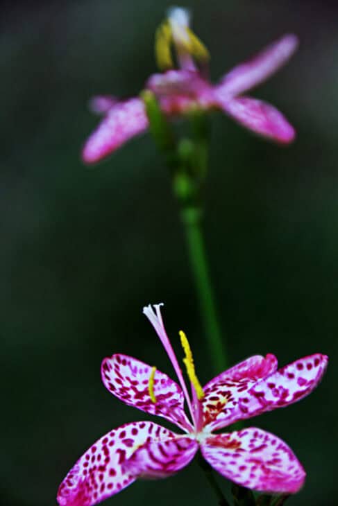 Blackberry Lily - Belamcanda chinensis