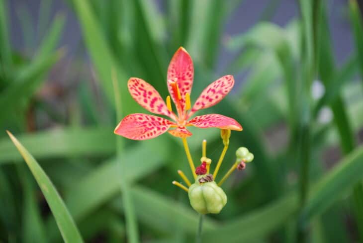 Blackberry Lily - Belamcanda chinensis