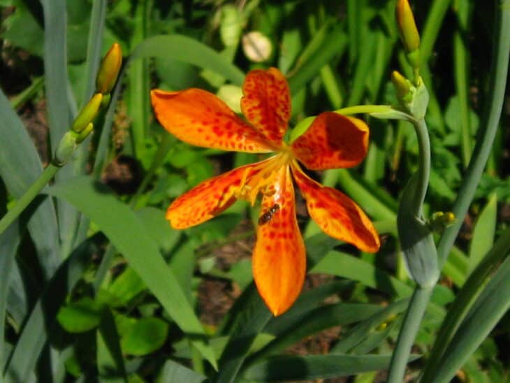 Blackberry Lily - Belamcanda chinensis