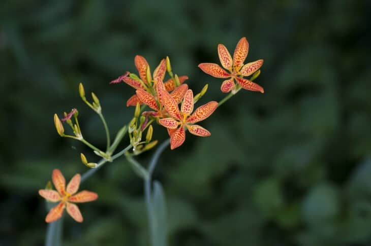 Blackberry Lily - Belamcanda chinensis