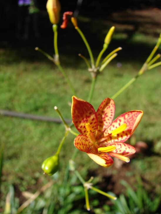 Blackberry Lily - Belamcanda chinensis