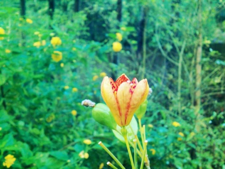 Blackberry Lily - Belamcanda chinensis