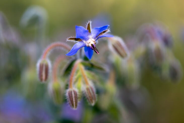 Borage - Borago officinalis