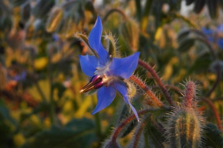 Borage - Borago officinalis