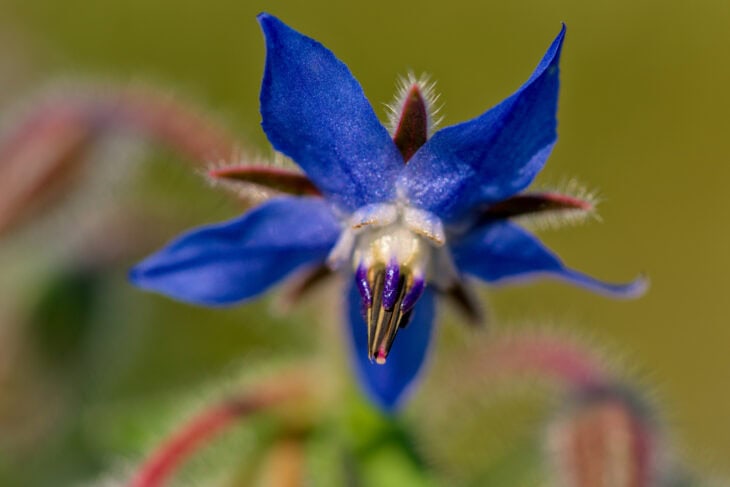 Borage - Borago officinalis
