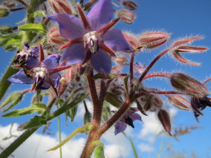 Borage - Borago officinalis