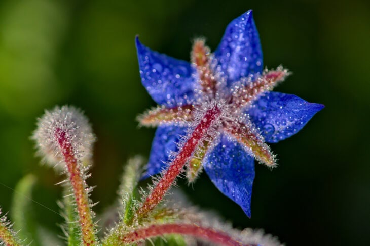 Borage - Borago officinalis