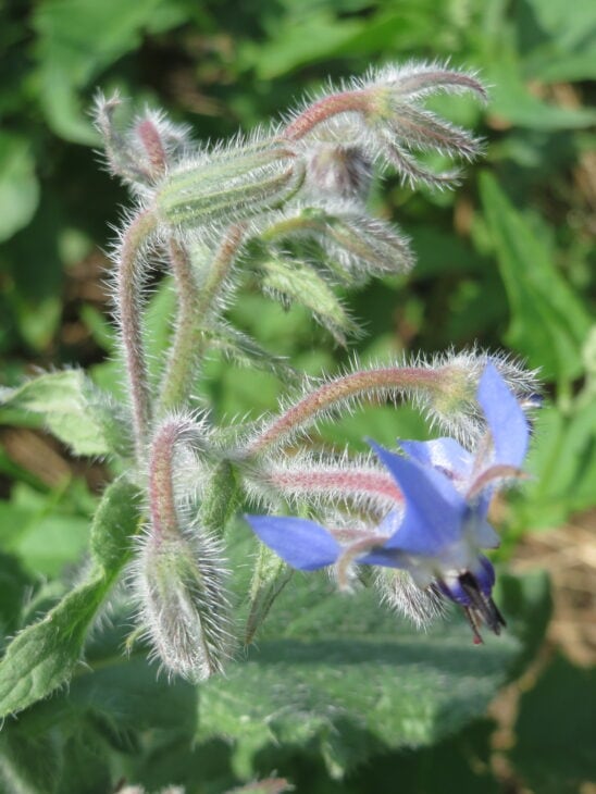 Borage - Borago officinalis