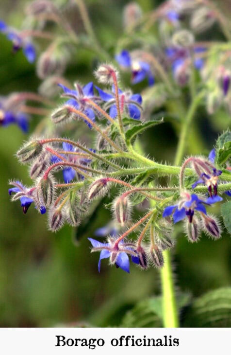 Borage - Borago officinalis