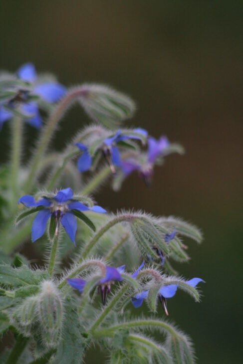 Borage - Borago officinalis