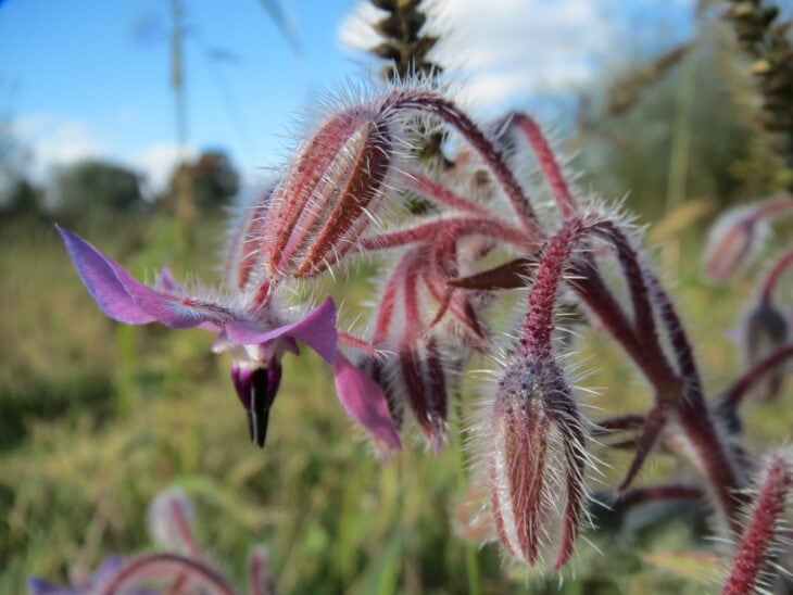 Borage - Borago officinalis
