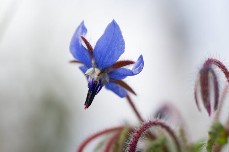 Borage - Borago officinalis