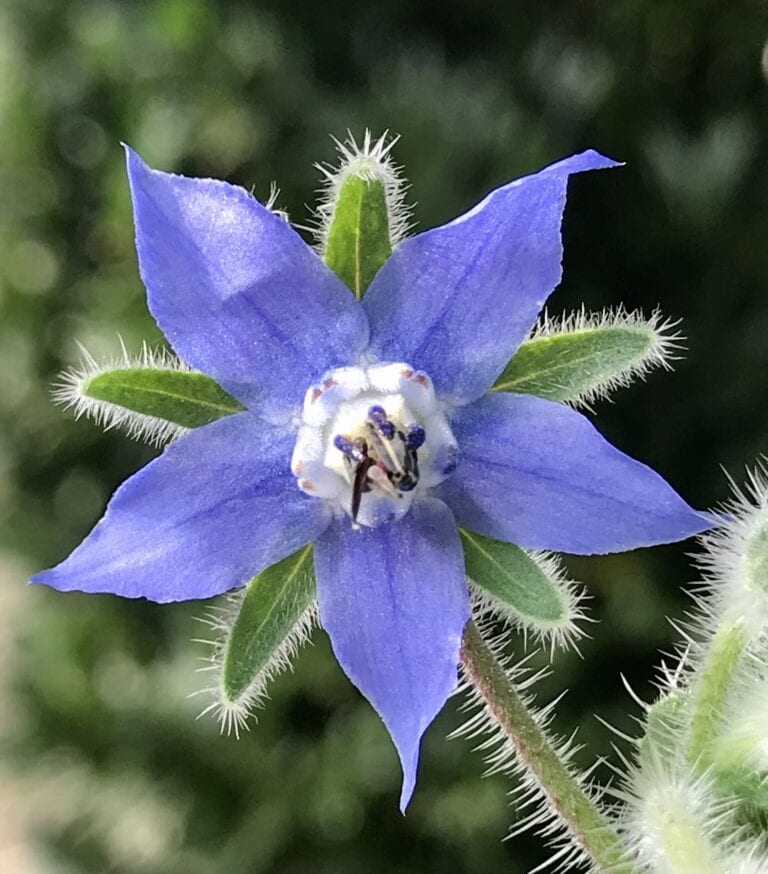 Borage - Borago officinalis