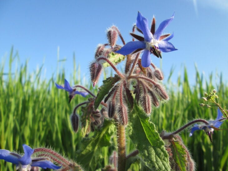 Borage - Borago officinalis