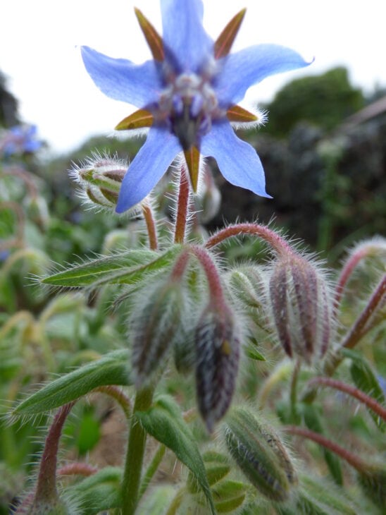 Borage - Borago officinalis