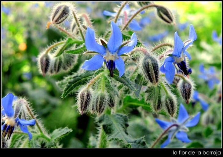 Borage - Borago officinalis