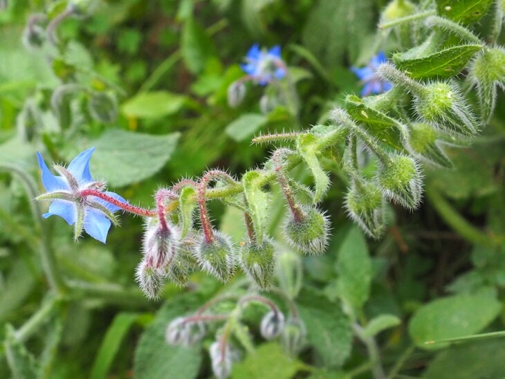 Borage - Borago officinalis