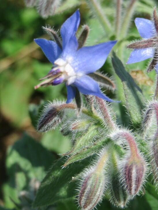 Borage - Borago officinalis