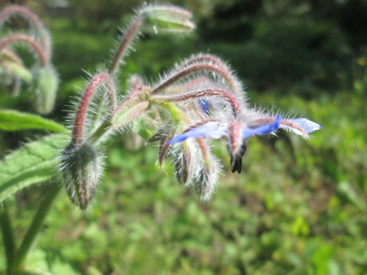 Borage - Borago officinalis
