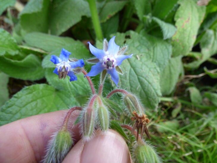 Borage - Borago officinalis