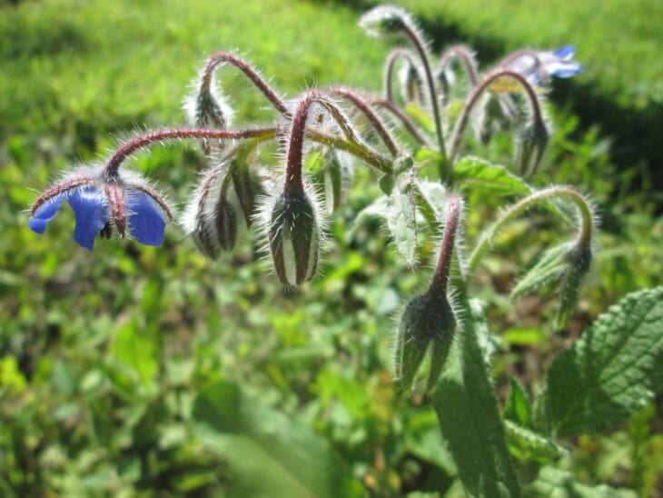 Borage - Borago officinalis