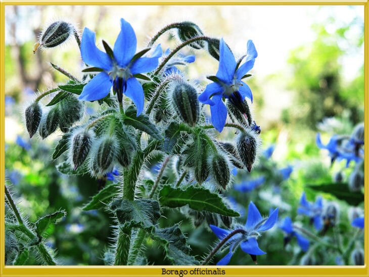 Borage - Borago officinalis