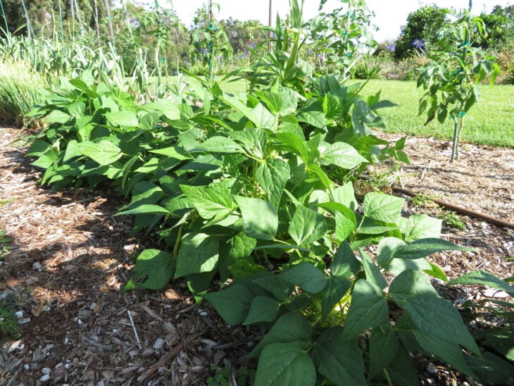 Bush Beans - Phaseolus vulgaris