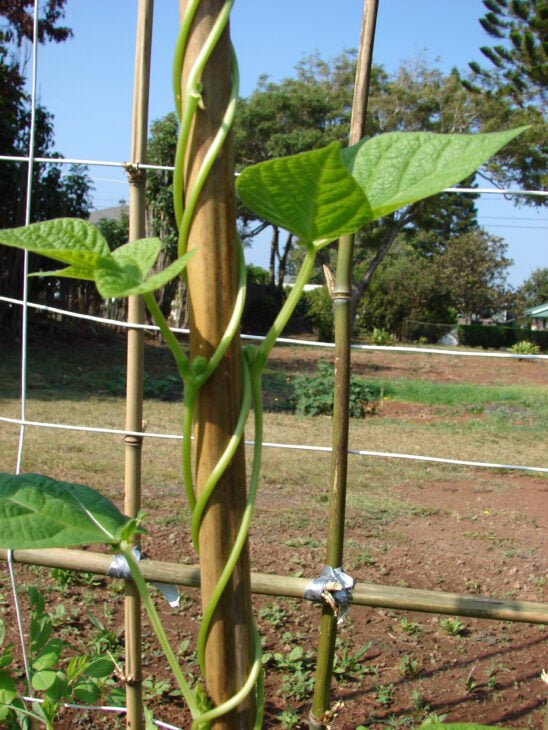 Bush Beans - Phaseolus vulgaris