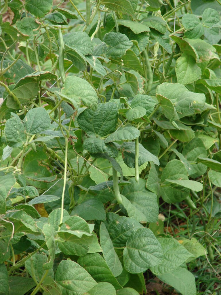 Bush Beans - Phaseolus vulgaris