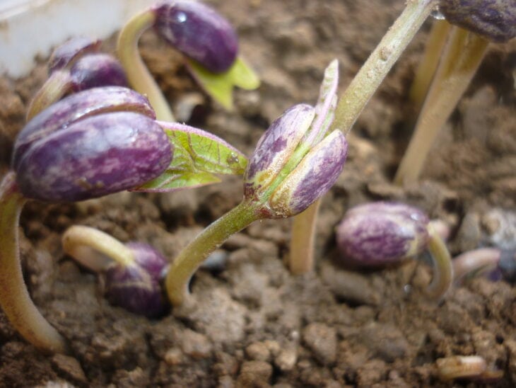 Bush Beans - Phaseolus vulgaris