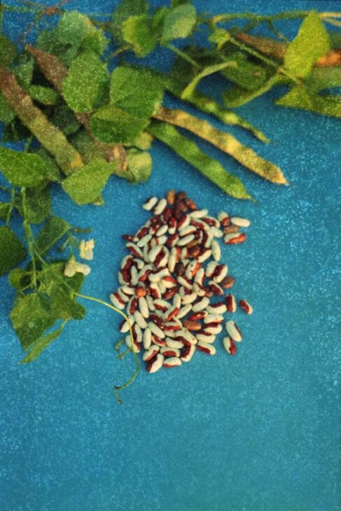 Bush Beans - Phaseolus vulgaris