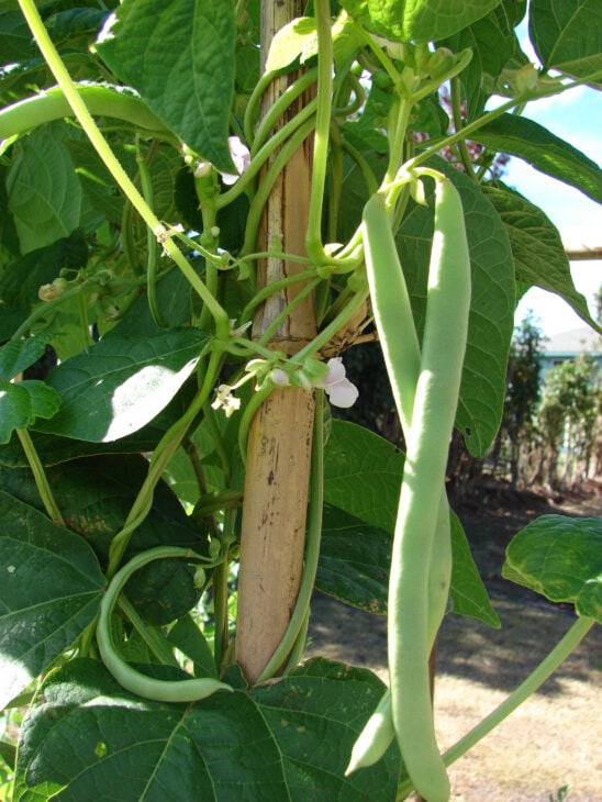 Bush Beans - Phaseolus vulgaris