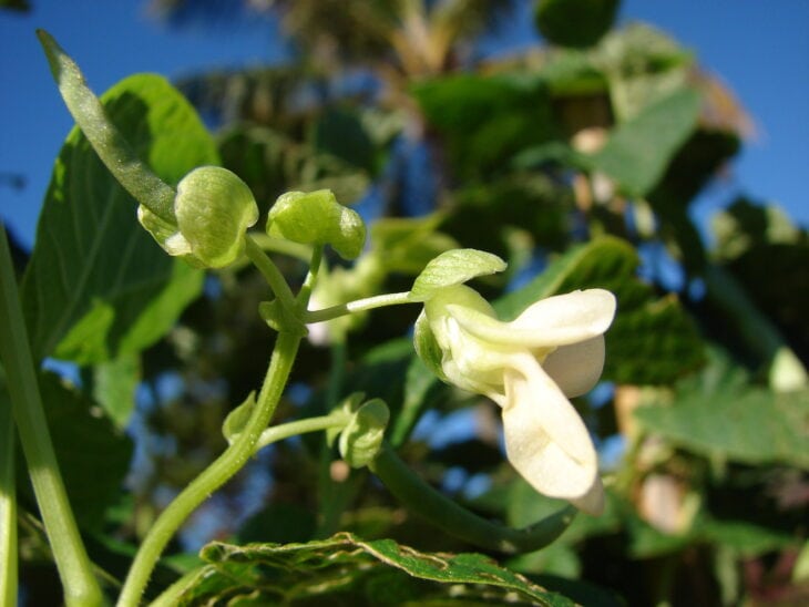 Bush Beans - Phaseolus vulgaris