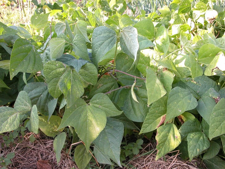 Bush Beans - Phaseolus vulgaris