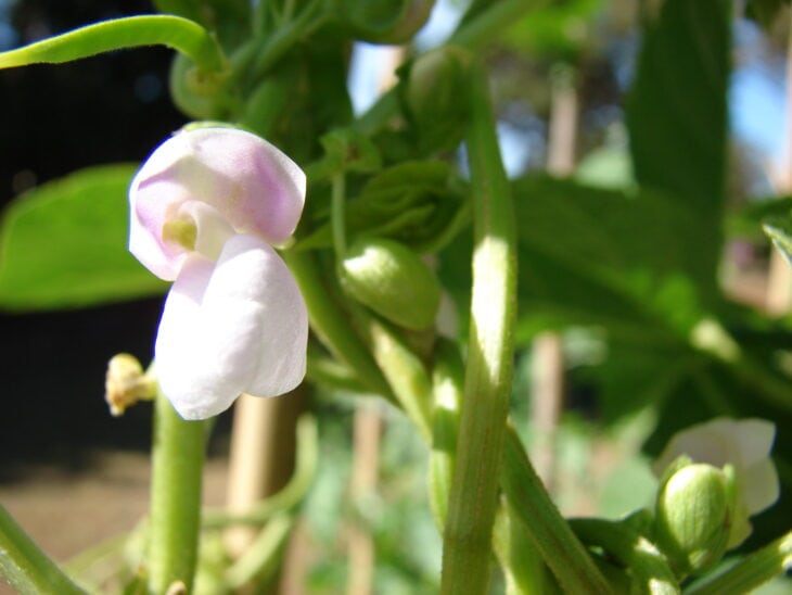Bush Beans - Phaseolus vulgaris
