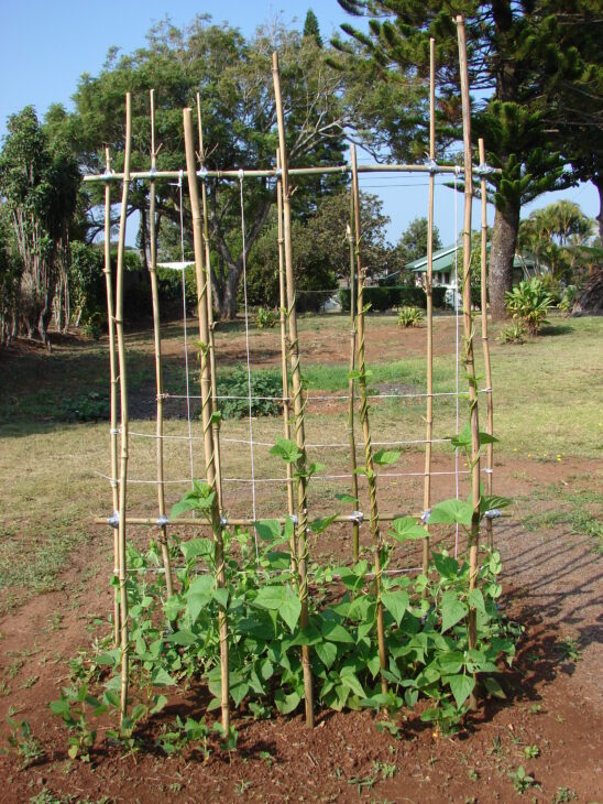 Bush Beans - Phaseolus vulgaris