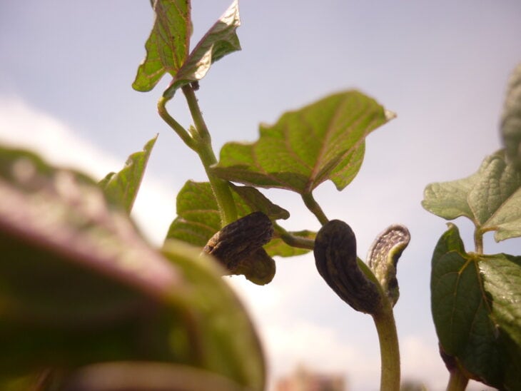 Bush Beans - Phaseolus vulgaris