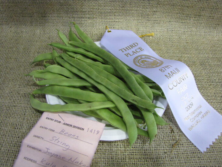 Bush Beans - Phaseolus vulgaris