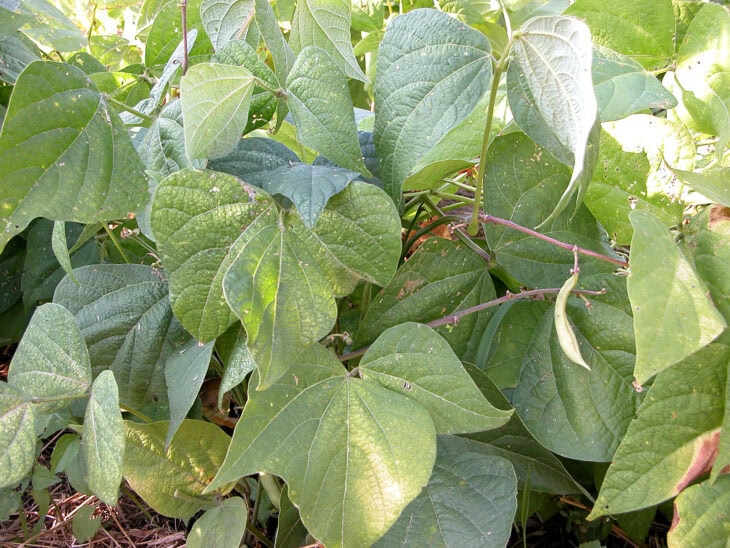 Bush Beans - Phaseolus vulgaris